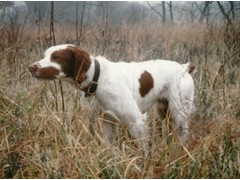 A Bunch Of Butch
1994 & 1998 CH