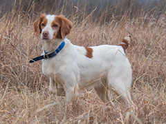 MK's My Lil Ammo
2021 & 2022 CH