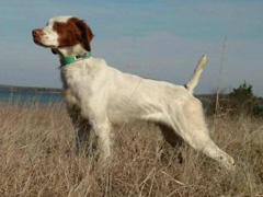 CVKs Spartan King 2021 RU