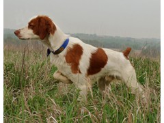 Dogwood's Rowdy
2010 Derby CH