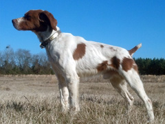 Kinwashkly Fat Bastard
2017 CH