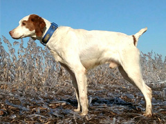 Glade Run Irish
2016 CH