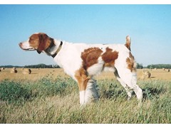 Grand Junction Jake
2011 CH