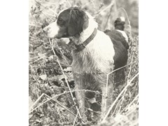 Gringo de Britt
1969 CH