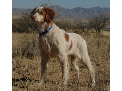 Gunrunner's Lady's Man
2007 RU