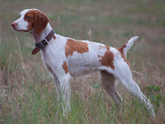 Sparky's Prairie Wind Gypsy
2018 CH