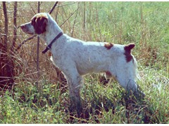 Home Acres Risk
1985 CH