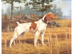 Jacolet's Wandering Star
1974, 1978, 1979 CH