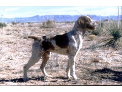 Jim de Bob's Sparks A Dan D
1991 Derby 3rd, 1996 Open CH