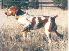 Jim de Bob's Super Starr
1995 CH, 1998 RU