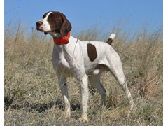 Jo-Lockapex Dark Roux Gumbo