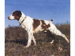 Markar's Jac's A Dan D
1986 & 1988 RU