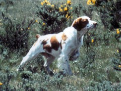 Pacolet Cheyenne Sam
1970 CH