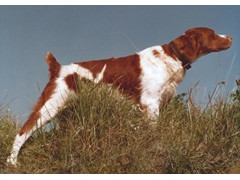 Perry's Rustic Prince
1976 CH