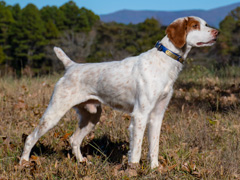 Piney Run Jake
2019 RU