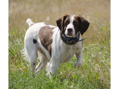 Roux-Bee
2012 Derby CH