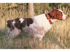 Royal Britt Starbuck Of Auten
1987 RU