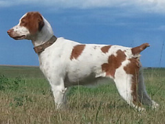 Ru-Jem's Last Penny
2019 CH