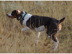 Rusty Ridge Pepper Rey Ann
2015 Derby CH