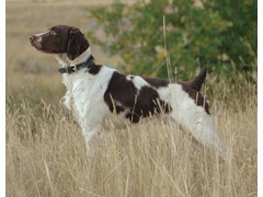 Shadow Attack
2007 Derby RU, 2012 Open CH