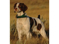 Shadow's Tequila Tryst
2014 CH