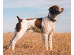 Shambo's Dark Shadow
2002 & 2006 CH, 2002 & 2005 RU