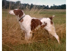 S'no Fun Mack
1971 RU, 1972 CH