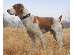 Tequila Jack II
2003 Derby RU, 2007 Open CH