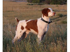 Tequila Scorcher
2016 CH