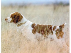 Tequila's Joker
1992 Derby RU, 1997 Open CH, 1996 & 2000 RU