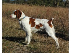 TJ's Prairie Blizzard
2010 and 2011 RU