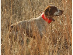 TJ's Thunder
2009 RU