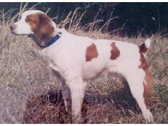 TM's Tennessee Twister
2005 Derby CH