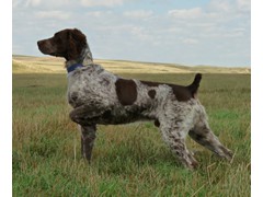 Ugh Stumblin' From The Shadow
2009 Derby CH