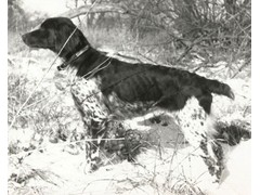 Way-Kan Mandy
1967 CH