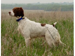 Wimberley Jimdandy
2010 CH